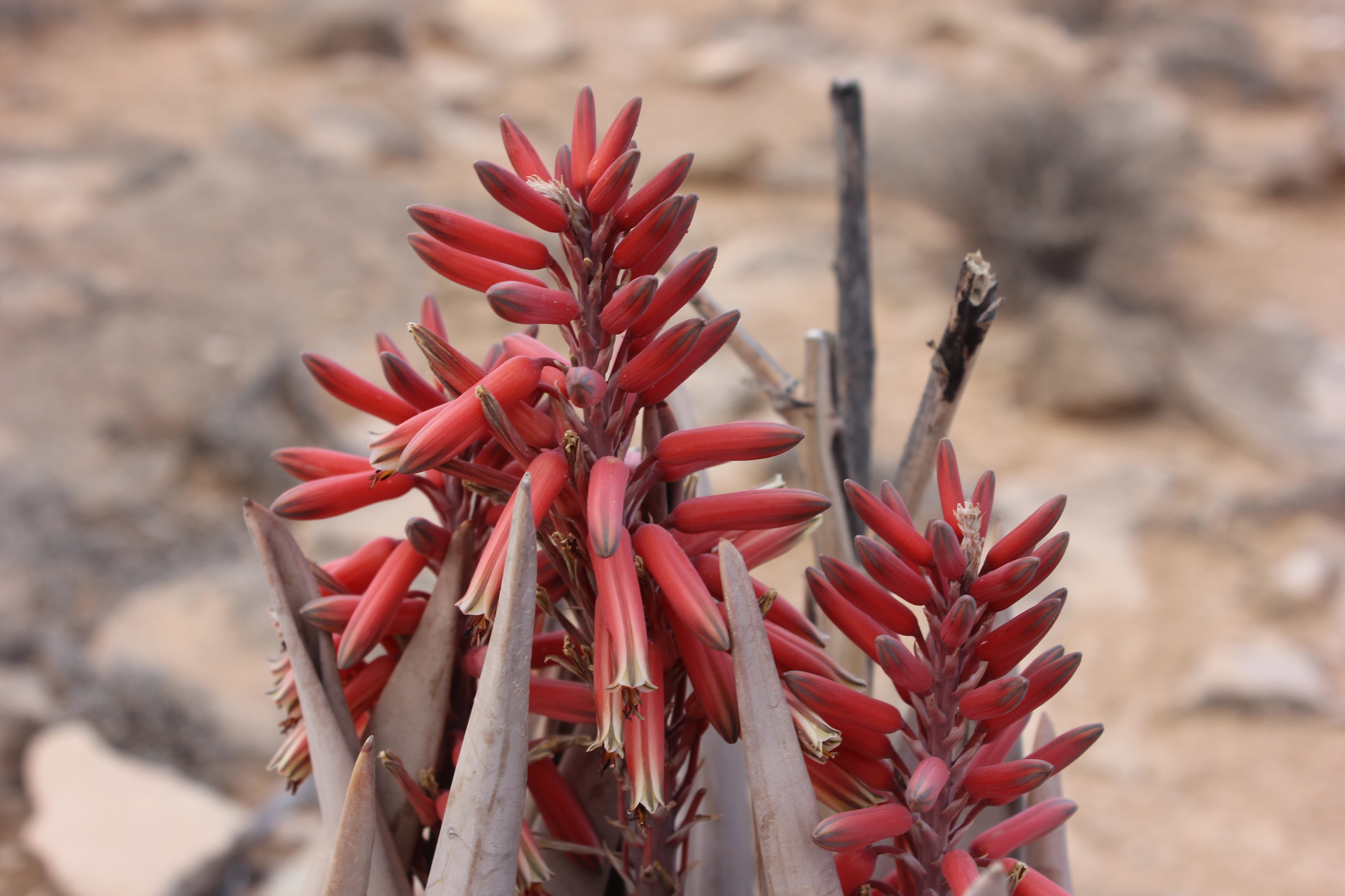 Plant Image